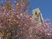 Prunus 'Kanzan' Fleur de cerisier au printemps - Église du village de Trunch, Norfolk