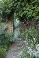 Passerelle jusqu'au jardin clos avec Miscanthus sinensis, Melianthus major, Pennisetum villosum et Ficus poussant contre le mur