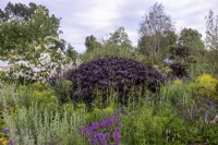 Hêtre pourpre, Fagus sylvatica 'Atropurpurea'. RHS Garden for a Green Future, RHS Hampton Court Palace Garden Festival 2021