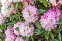 Rhododendron yakushimanum Arabella, printemps Mai