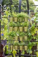 Herbes poussant dans des pots de couleur or dans un support suspendu en métal. Lève-toi et grandis, RHS Hampton Court Palace Garden Festival 2021