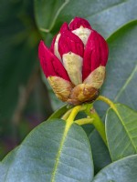 Rhododendron 'Prix Marketa' Fin avril