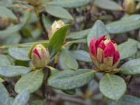 Rhododendron 'Nancy Evans' - Bourgeons émergents