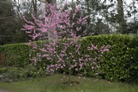 Prunus cerasifera 'Spring Glow'
