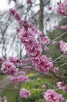 Prunus cerasifera 'Spring Glow'