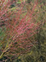 Acer palmatum 'Sango-kaku' - Érable à écorce de corail montrant des tiges rouges au printemps avec des gouttes de pluie