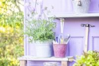 Pot contenant des étiquettes de plantes, des crayons, une règle et des ciseaux à côté d'un pot de Scabious 'Walbertons Pink Mist' sur une étagère
