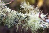 Lichen poussant sur Cornus kousa