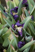 Tulipa - Tulipes fanées