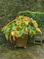 Hosta 'Impératrice Wu' dans un pot en terre cuite avec des feuilles d'automne