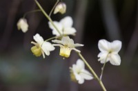Fleurs Epimedium versicolor 'Sulphureum'