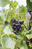 Vitis vinifera 'Bleu Gagarine' - Vigne