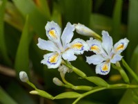 Iris japonica 'Ledgers' au printemps Fin avril