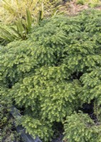Tsuga heterophylla, printemps Mai