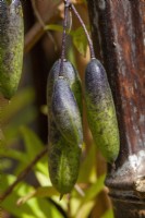 Fruits de Sollya heterophylla (Bluebell Creeper)