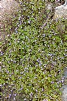 Cymbalaria muralis, printemps Mai