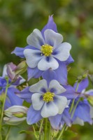 Aquilegia vulgaris 'Songbird Blue Bird' floraison au printemps - avril