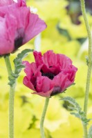 Papaver orientale 'Pink Perfection' - Pavot d'Orient