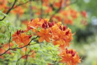 Rhododendron 'Coucher de soleil doré'