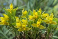 Lycaste × groganii. Hybride naturel entre L. aromatica et L. deppei. Mai