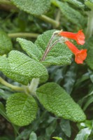 Sinningia bullata présentant un feuillage froissé, des tiges laineuses et des fleurs orange vif. Mai
