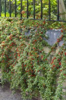 Cotoneaster traînant sur un muret dans le jardin de devant à côté de la chaussée. Mai