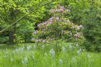 Camassias naturalisé en herbe rugueuse avec Magnolia liliiflora. Mai