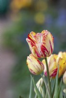 Tulipa 'Saskia' - Tulipe Rembrandt historique datant de 1958