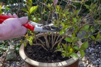 Tailler un hortensia en pot à l'aide d'un sécateur