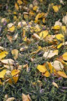 Erica x darleyensis 'Kramer's Rote' avec feuilles de Hamamelis mollis - octobre