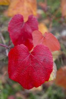 Vitis coignetiae - Crimson glory vine - Octobre