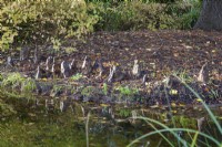 Racines aériennes de Taxodium distichum se reflétant dans l'étang à Foggy Bottom, les jardins de Bressingham, Norfolk - octobre