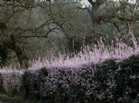Prunus cerasifera, le cherry plum, fleurit dans une haie au début du printemps, au Royaume-Uni.