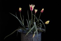 Tulipa clusiana 'chrysantha' également connue sous le nom de tulipe dorée dans un pot indien vintage orné, photographiée sur fond noir.