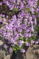 Erinus alpinus, été juin