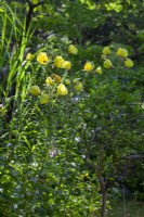Oenothera biennis et roseau chinois dans la partie naturelle du jardin