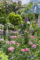 Vue sur le jardin de la ville. Laurier standard en pot sous-planté de calibrachoas. Rosiers grimpants, Rosa 'Boscobel', géraniums et digitales. Juin