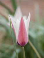 Tulipe 'Lady Jane'