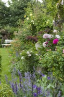 Afficher le long d'un parterre de fleurs mixte avec pivoines, roses, geums, érable japonais, salvia et nepeta. Siège de jardin blanc. Juin