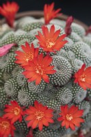Rebutia 'Krainziana' - Cactus
