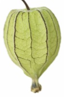 Physalis peruviana Groseille du Cap Goldenberry vert calice papyracé rond fruits non mûrs Novembre