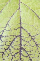 Physalis peruviana Groseille du Cap Goldenberry Leaf pattern Août