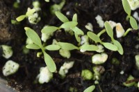 Rumex sanguineus semis d'oseille poussant à l'intérieur pour les jeunes feuilles de salade Octobre