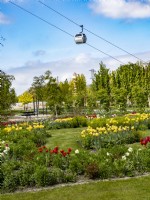 Plantation mixte de jonquilles et de tulipes avec téléphérique au loin à Floriade Expo 2022 Exposition horticole internationale Almere Pays-Bas