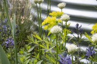 Allium nigrum dans 'The Vitamin G' Feature Garden au RHS Malvern Spring Festival 2022 - Designer Alan Williams