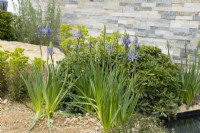 Camassia dans un parterre de fleurs dans le jardin d'exposition 'A Peaceful Escape' au RHS Spring Festival 2022 - Designer James Langlands - Silver Gilt Medal Show Garden