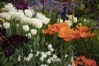 Avon Bulbs Tulip afficher dans le chapiteau floral au RHS Malvern Spring Festival 2022 - Médaille d'or
