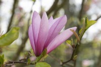 Magnolia 'Galaxie'
