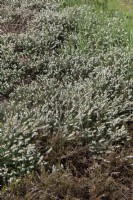Erica × darleyensis 'La perfection blanche' Darley Dale heath