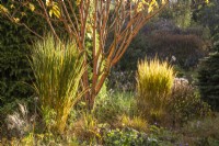 Acer x conspicuum 'Phoenix' avec Panicum virgatum 'Northwind' dans la lumière du soleil du soir - OctoberFoggy Bottom, The Bressingham Gardens, Norfolk, conçu par Adrian Bloom